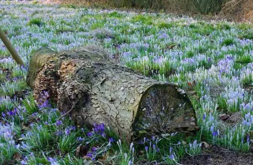 Crocuses - from the Weatherstaff PlantingPlanner 