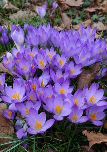 The cheerful little crocus - spring garden border idea from the Weatherstaff PlantingPlanner