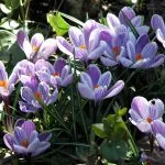 Crocus vernus ‘Pickwick’ - from the Weatherstaff PlantingPlanner