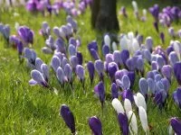 Spring Crocuses - from the Weatherstaff PlantingPlanner