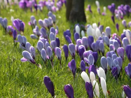 Spring Crocuses - from the Weatherstaff PlantingPlanner