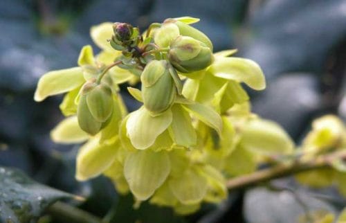 Mahonia for winter garden borders