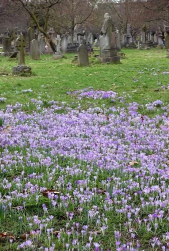 Crocuses and memorial stones
