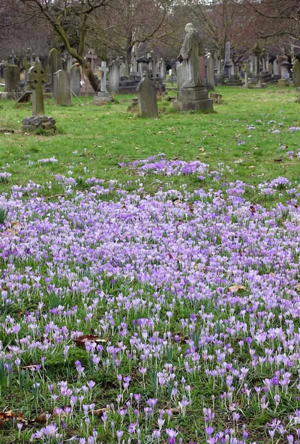 Crocuses and memorial stones