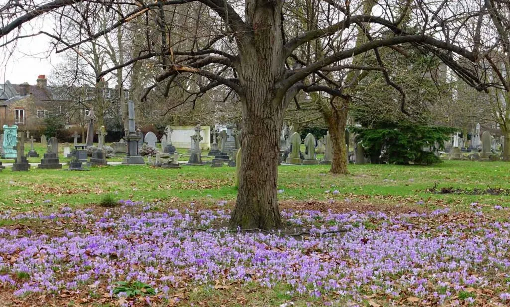 Crocuses at Margravine Cemetery