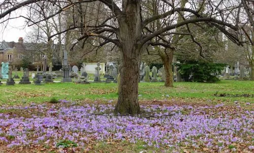 Crocuses at Margravine Cemetery