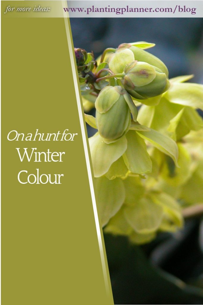 On a Hunt for Winter Colour - from Weatherstaff garden design software