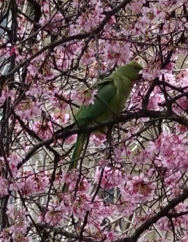 Wild parakeet - from Weatherstaff