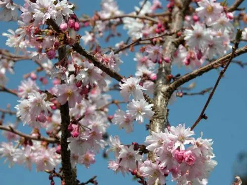 Prunus subhirtella 'Autumnalis Rosea' - winter ideas from Weatherstaff