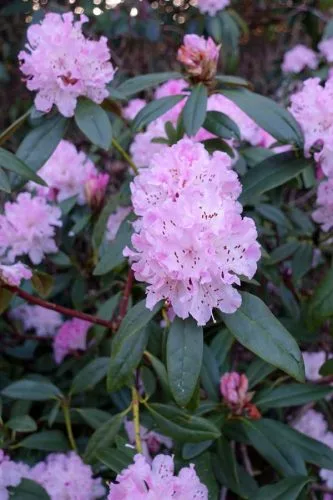 Rhododendron - flowering in Cannizaro Park - from the Weatherstaff PlantingPlanner