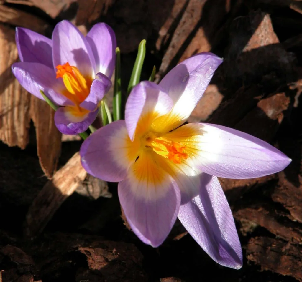 Crocus sieberi subsp. sublimis f. tricolor from the Weatherstaff PlantingPlanner