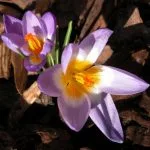 Crocus sieberi subsp. sublimis f. tricolor from the Weatherstaff PlantingPlanner