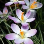Crocus tommasinianus 'Whitewell Purple' - from the Weatherstaff PlantingPlanner