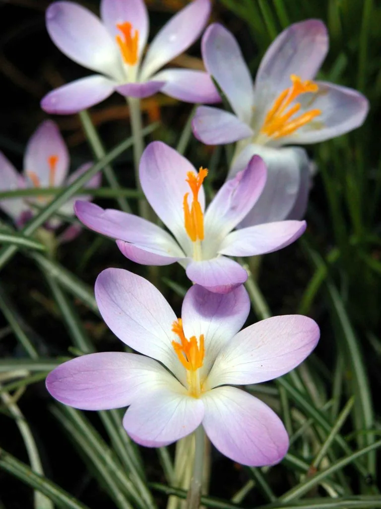 Crocus tommasinianus 'Whitewell Purple' - from the Weatherstaff PlantingPlanner