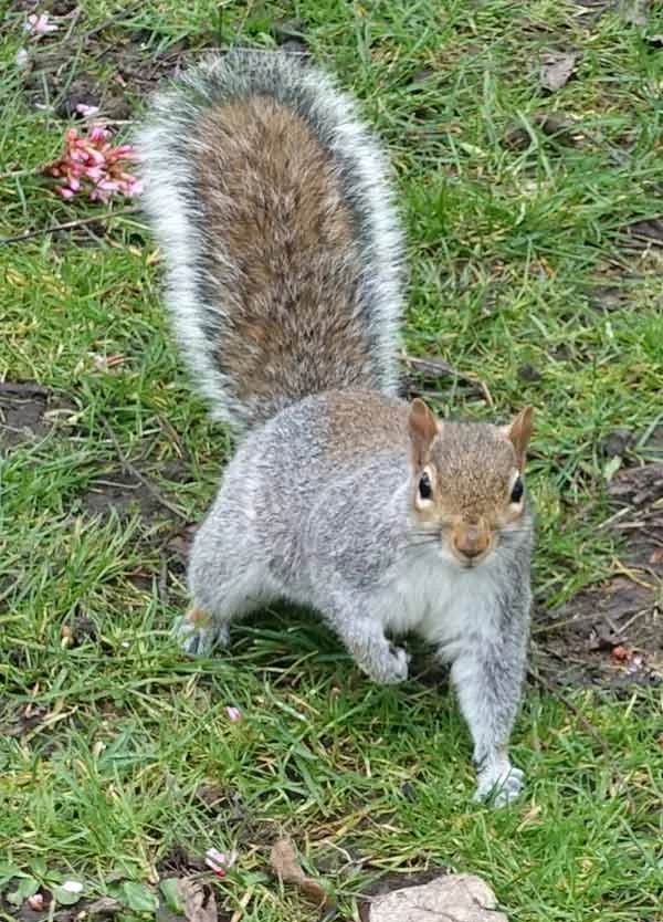 Squirrel at Margravine Cemetery, London