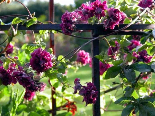 Clematis viticella Purpurea - garden sdesign ideas from Weatherstaff