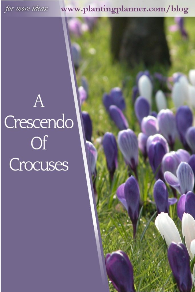 A Crescendo of Crocuses - from Weatherstaff garden design software
