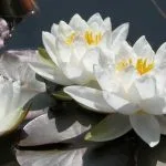 Water lilies - ponds in small gardens from Weatherstaff garden design software