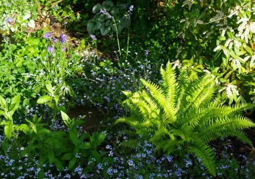 Polystichum munitum, Myosotis sylvatica, the frosted foliage of Brunnera macrophylla Jack Frost and new buds opening on Centaurea monana - woodland plants from the Weatherstaff garden design software