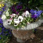 Garden urn with pansies - ideas for narrow gardens from Weatherstaff