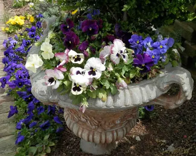 Garden urn with pansies - ideas for narrow gardens from Weatherstaff
