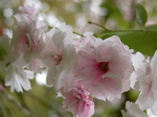 Prunus serrulata - from Weatherstaff garden design software
