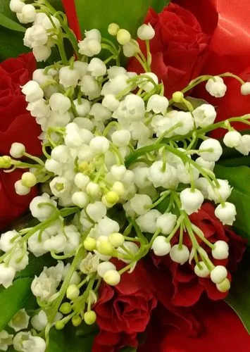 Sprays of lily of the valley - spring flowering garden border idea
