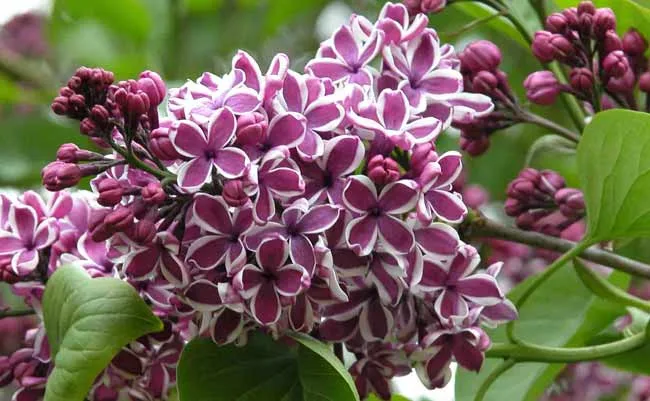 Sweetly scented lilac for spring posies - from Weatherstaff