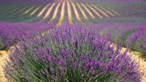 Lavender - an essential ingredient in a Mediterranean garden - from Weatherstaff garden design software