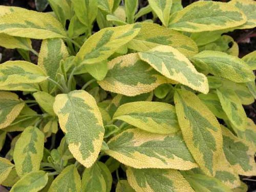Salvia officinalis Icterina - drought tolerant herb for dry garden beds
