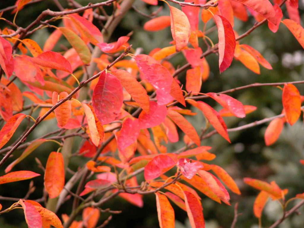 Amelanchier canadensis - autumn colour from the Weatherstaff PlantingPlanner
