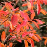 Amelanchier canadensis - autumn colour from the Weatherstaff PlantingPlanner