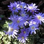 Anemone blanda - spring flowers from the Weatherstaff PlantingPlanner