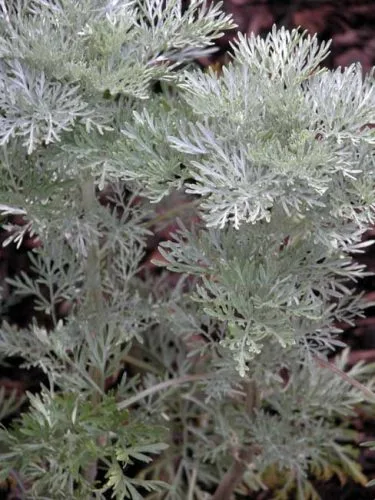 Artemisia Powis Castle - Mediterranean style garden borders from Weatherstaff