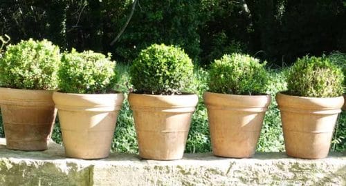 Box topiary in a Mediterranean garden - from the Weatherstaff garden design software