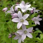 Campanula lactiflora Loddon Anna - summer flowers from the Weatherstaff PlantingPlanner