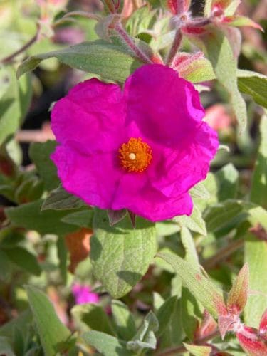 Cistus Sunset - magenta flowers for a Mediterranean garden border