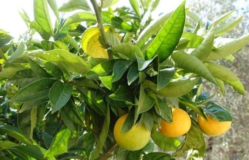 Pick your own citrus fruit