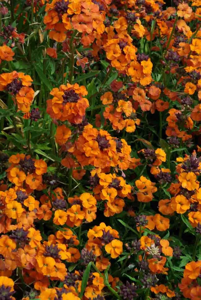 Erysimum Apricot Twist - Mediterranean garden ideas from Weatherstaff PlantingPlanner