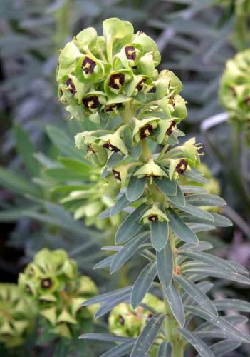 Euphorbia characias Black Pearl - Mediterranean garden ideas from Weatherstaff