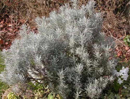 Silver Helichrysum italicum - Mediterranean garden ideas from Weatherstaff