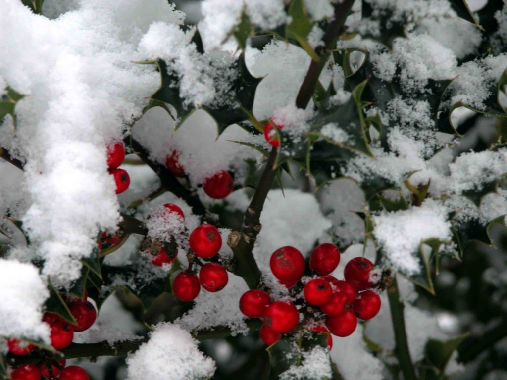 Holly in snow - winter colour from the Weatherstaff PlantingPlanner