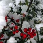 Holly in snow - winter colour from the Weatherstaff PlantingPlanner