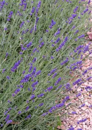 Lavandula angustifolia - Weatherstaff garden design software