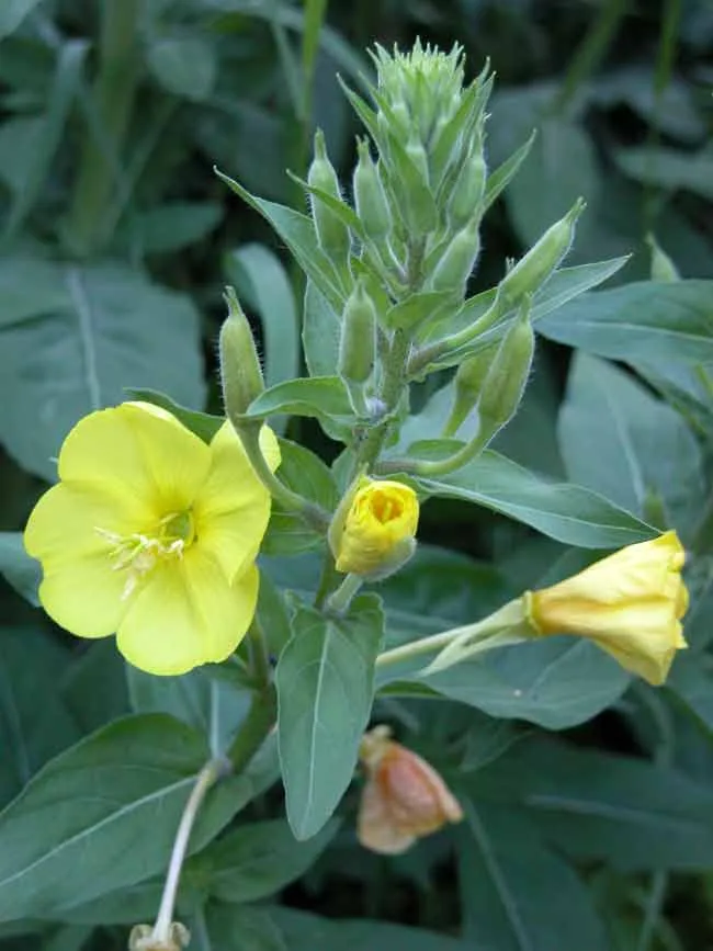 Oenothera glazioviana in a Mediterranean garden