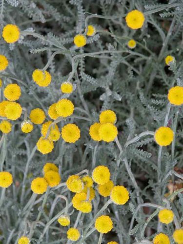 Santolina chamaecyparissus with cheery yellow button flowers - from the PlantingPlanner blog