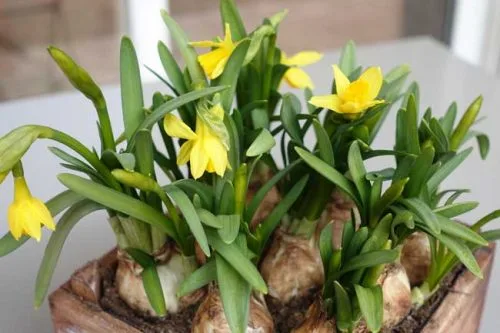 Narcissus Tête-à-Tête - spring border ideas from Weatherstaff