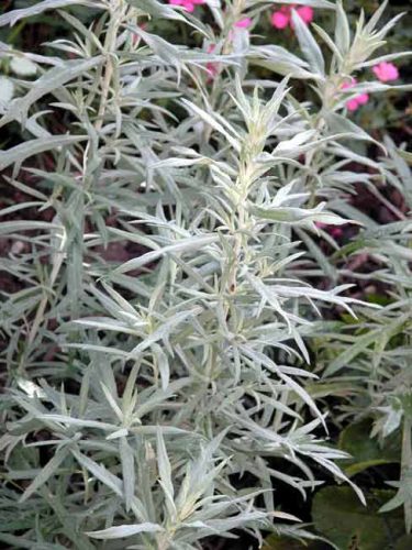 Artemisia ludoviciana Silver Queen - for Mediterranean garden borders