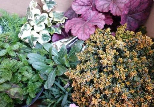 Plants for containers - from Weatherstaff PlantingPlanner
