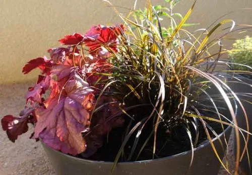 How to Plant Pots for All Year Round Interest  Gardening Ideas from the  Weatherstaff PlantingPlanner Blog